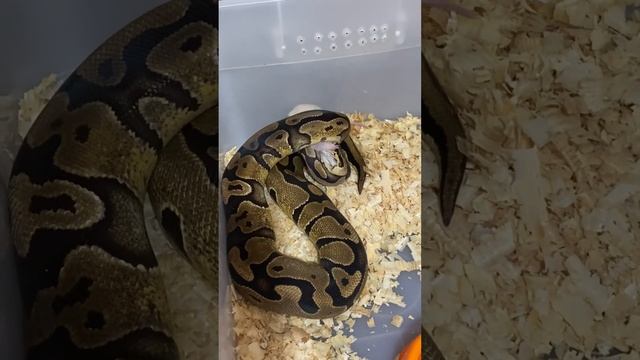 ?WARNING? Live Ball Python Feeding!! (Rat & Mice) смотреть онлайн