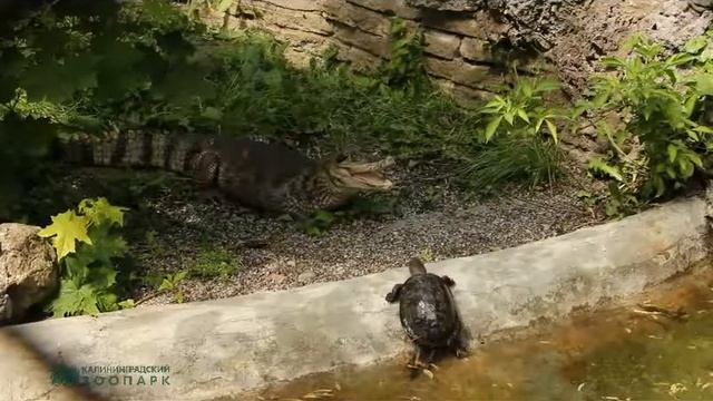 Крокодилы возвращаются! смотреть онлайн