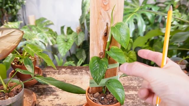 Things are HEATING UP with the pothos race! смотреть онлайн
