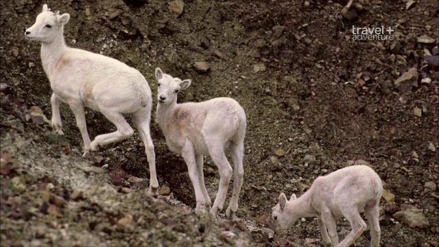 Путешествие на край света / Travels to the Edge Серия 6 Аляска - Национальный арктический заповедни смотреть онлайн