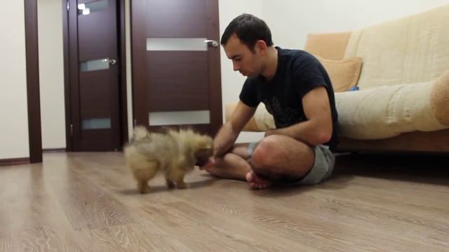 3-х месечный Померанский шпиц выполняет команды смотреть онлайн