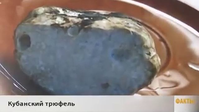 В лесу Горячего Ключа нашли белый трюфель смотреть онлайн