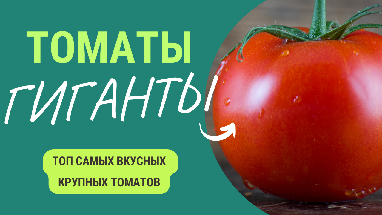 Томаты Гиганты. Подборка сортов томатов, плоды у которых до 1 кг и более! Великолепный вкус смотреть онлайн