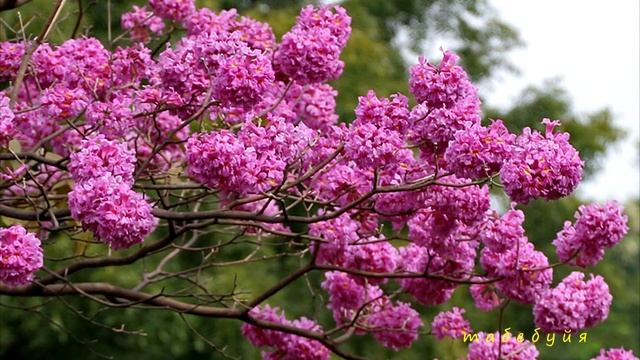 Классный японский саксофон. Блюз в красивых цветах парков мира смотреть онлайн