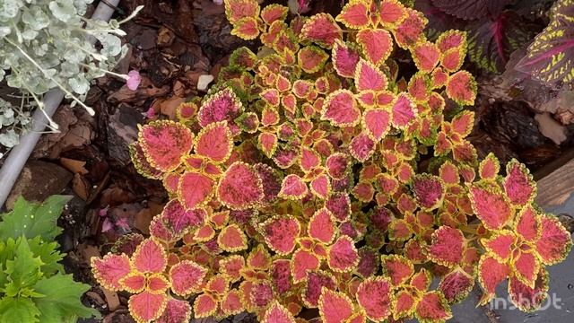 Колеусы НОВИНКИ