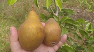 груша сорт осенний Меллина(Pear Mellina)