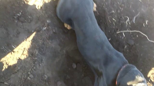Охотник за головами. Таксы могут всё! смотреть онлайн