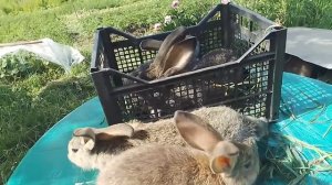 КАКИХ КРОЛИКОВ КУПИТЬ.МЯСНЫЕ ПОРОДЫ кроликов. КАКУЮ ПОРОДУ кроликов РАЗВОДИТЬ.