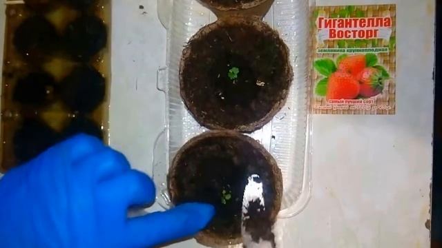 Земляника Гигантелла из семян. Пикировка. смотреть онлайн