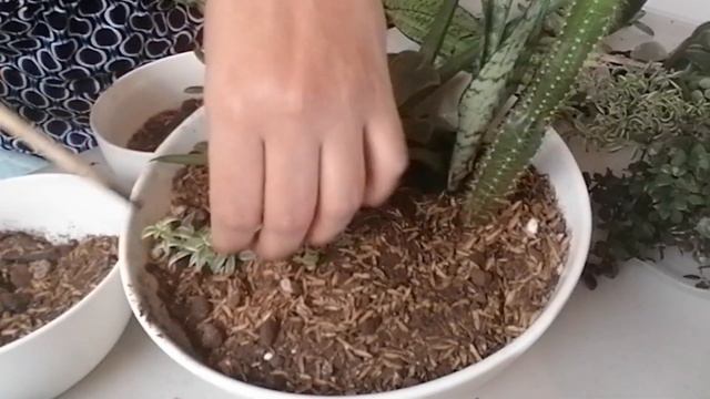 Arreglo con Lindas Suculentas. смотреть онлайн