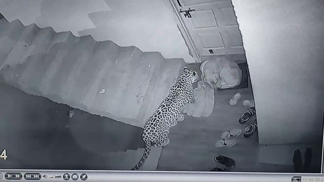 Leopard attacks neighbours dog at my Home (Original ) смотреть онлайн