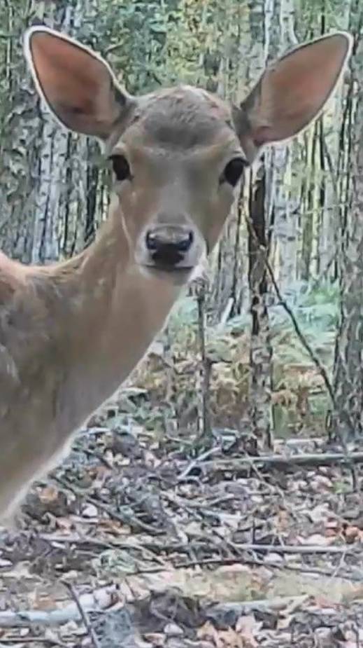 Олененок отстал от своих соплеменников смотреть онлайн