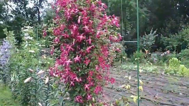 Клематис мадам Джулия Корревон смотреть онлайн
