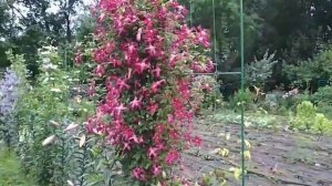 Клематис мадам Джулия Корревон