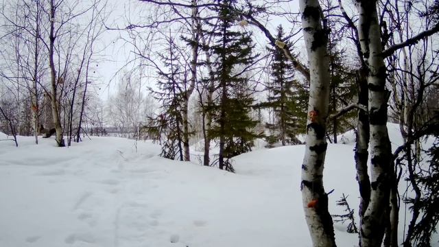 Кто попался на новую фотоловушку HC900A? смотреть онлайн