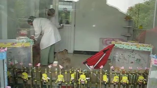 Dalian 大连 China. Сафари Парк. смотреть онлайн