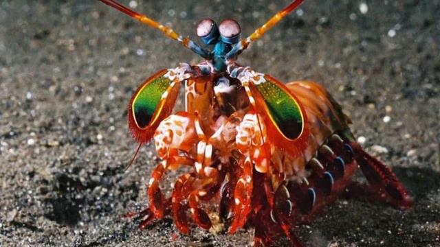 10 Представителей Животного Мира, Обладающих Сверхспособностями смотреть онлайн