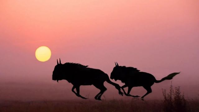 Василий Климов. Кто такие антилопы гну смотреть онлайн