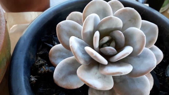 Echeveria Lauii com 1 ano replante suculenta de lento crescimento смотреть онлайн