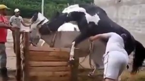 Спаривание ЛОШАДИ С ОСЛОМ