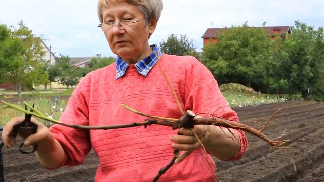 Деление и пересадка пиона ИТО-гибрида смотреть онлайн