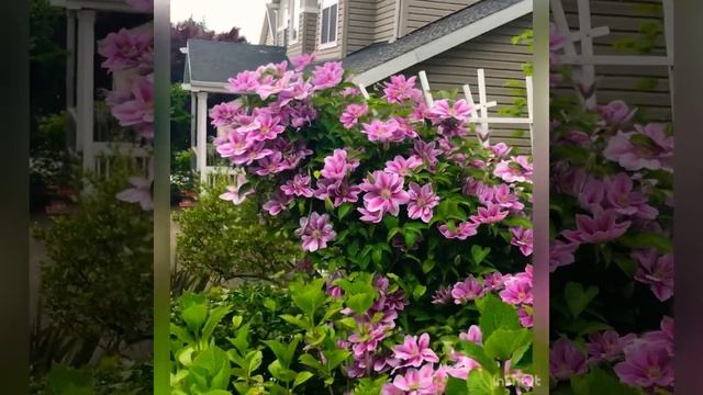 Nelly Moser Clematis, best vine for garden, small bush vine, hoa ông lão review, pink flower vine смотреть онлайн