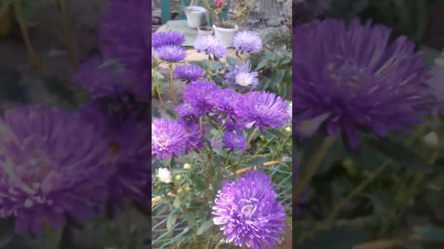 Мои астры 🌹🌸🌼🌻🍁 смотреть онлайн
