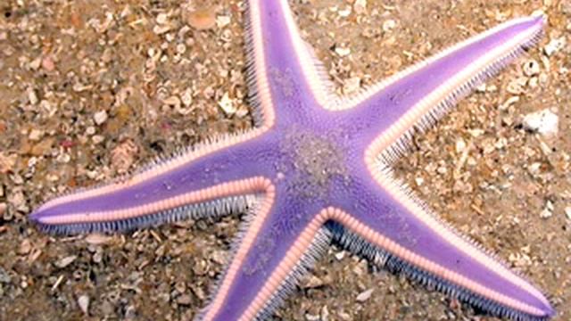 Holy Scriptures: PROPHET KING DAVID: Kathisma #.2/20 смотреть онлайн