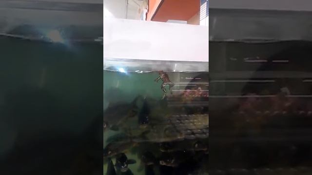 Лягушка в аквариуме вместе с рыбой смотреть онлайн