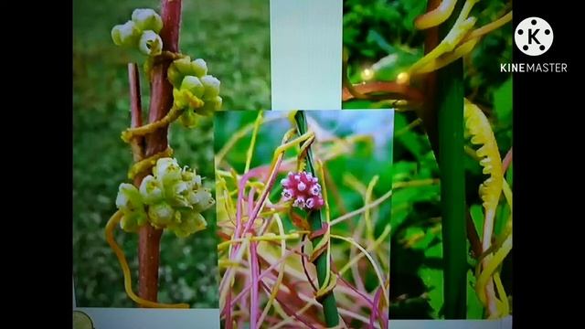 Самые опасные растения для нашего сада и огорода. смотреть онлайн