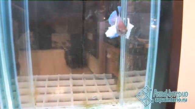 Сиамские петушки "Слоновье Ухо" смотреть онлайн