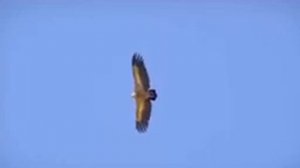 Красивая Чеченская песня Нана Мама