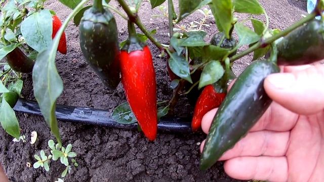 Jalapeno El Jefe. Сорт острого перца смотреть онлайн