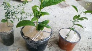 Как упаковать растения для отправки почтой