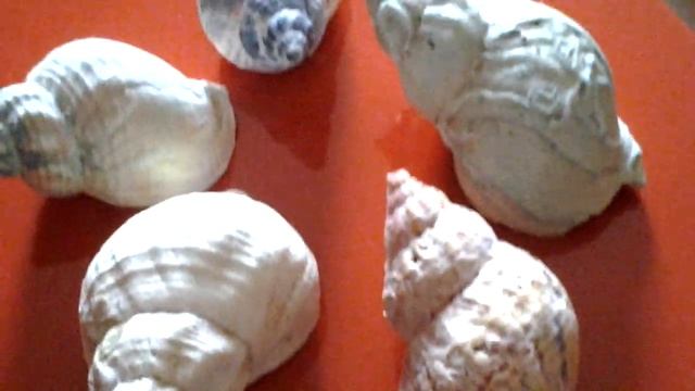 Нормандия. Варианты колорирования ракушек - сувениров с моря. смотреть онлайн