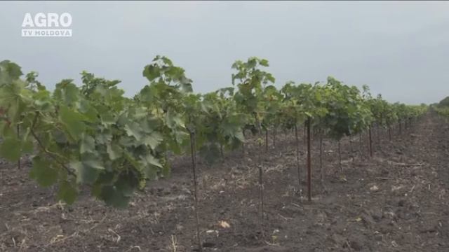 Viță de vie moldovenească crescută prin metode europene смотреть онлайн