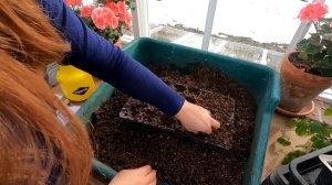 How to Grow and Care for Geraniums ? // Garden Answer