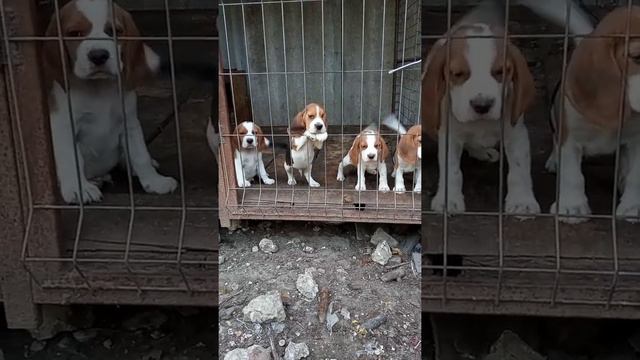 щенки бигля смотреть онлайн