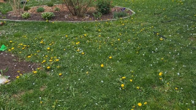 Посадка баклажанов, томатов и перцев в открытый грунт. Высадила однолетники. Холодно смотреть онлайн