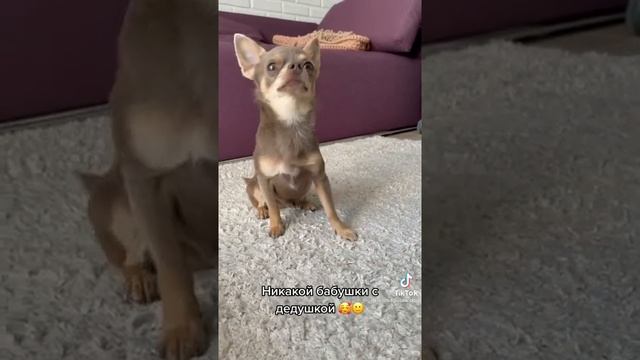 Разговор с псом Лёней? Очень умный пёс | Короткие видео с собаками смотреть онлайн