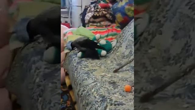 VID 20170705 201455 Ворона Приколы с птицами Умные птицы смотреть онлайн