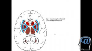 Базальные ядра и желудочки мозга. Лекция. Анатомия мозга.