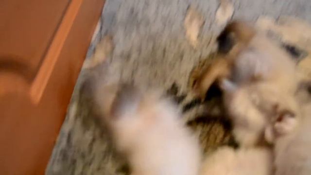 Маскарадные невские котята смотреть онлайн