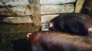 Кормление свиней сухим кормом. Мои наблюдения. Свиноводство #корм_для_свиней