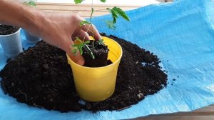 Мимоза стыдливая - пересадка