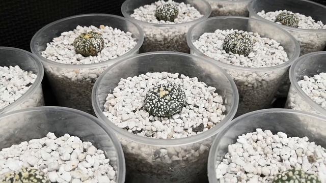 Astrophytum Asterias Cv. Super Kabuto