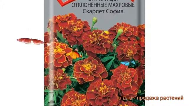 Бархатцы отклоненный Скарлет София ? обзор: как сажать, семена бархатцев Скарлет София смотреть онлайн