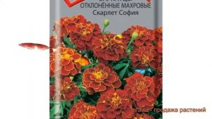 Бархатцы отклоненный Скарлет София ? обзор: как сажать, семена бархатцев Скарлет София