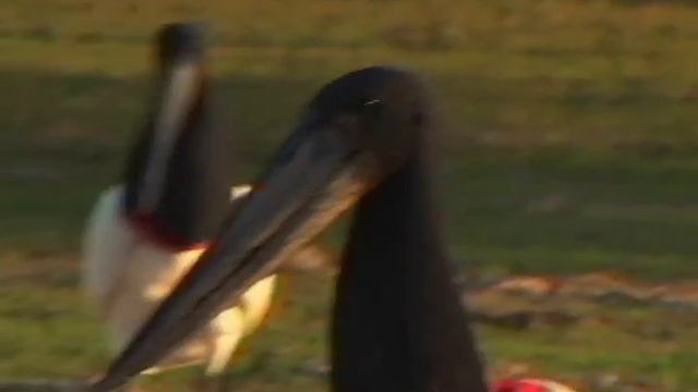 Jabiru Bird смотреть онлайн