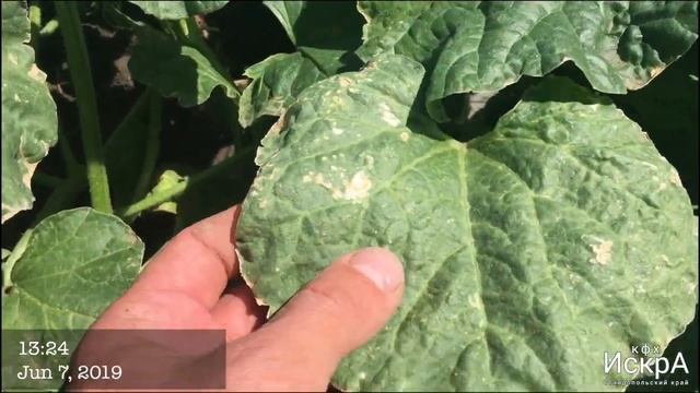 Дыня Мануэлла (Нево) F1. Высадка рассады 9 апреля. смотреть онлайн